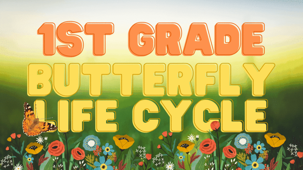 First Grade Butterfly Life Cycle
